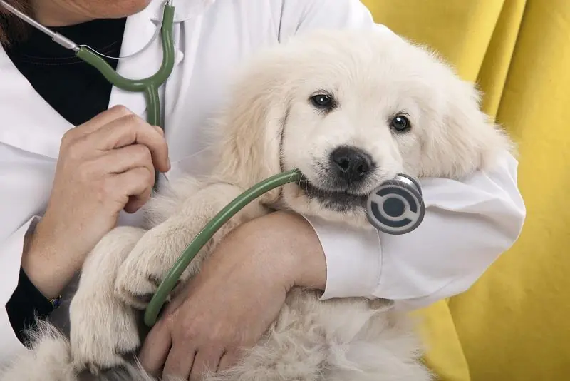Cani e gatti: 1,7 milioni di italiani hanno assicurato il proprio amico a 4 zampe